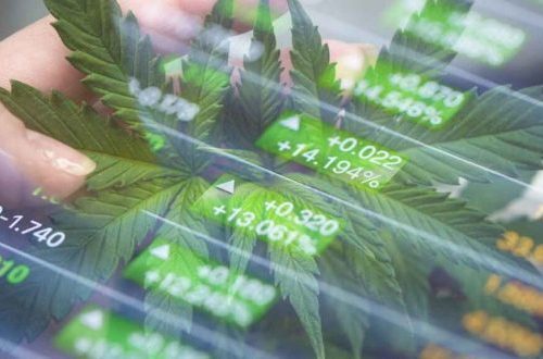 investice do konopí