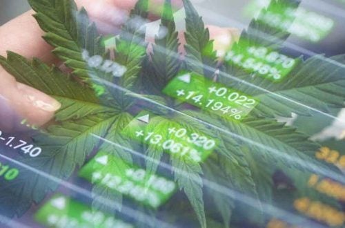 investice do konopí