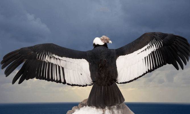 Iron Condor strategie